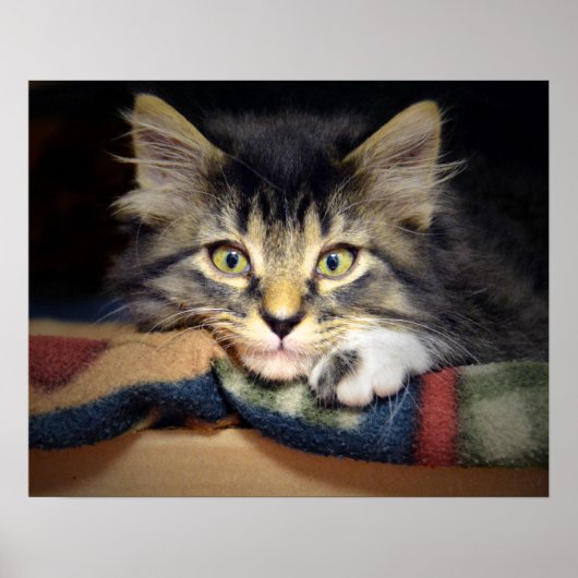 Doordacht tablet Kitten Poster (Voorkant)