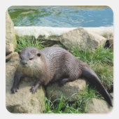 Doordachte otter vierkante sticker (Voorkant)