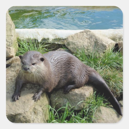 Doordachte otter vierkante sticker (Voorkant)