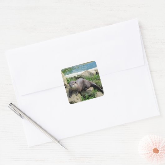 Doordachte otter vierkante sticker (Envelop)