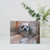 Doordachte Shih Tzu Briefkaart (Staand voorkant)