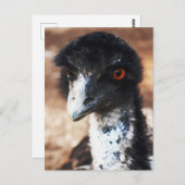 Doordringende ogen van de outback briefkaart (Voorkant / Achterkant)