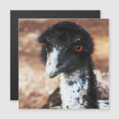 Doordringende ogen van de Outback Magnetische Kaar (Voorkant / Achterkant)