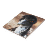 Doordringende ogen van de outback tegeltje (Zijkant)