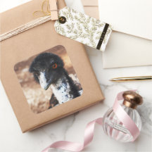 Doordringende ogen van de outback