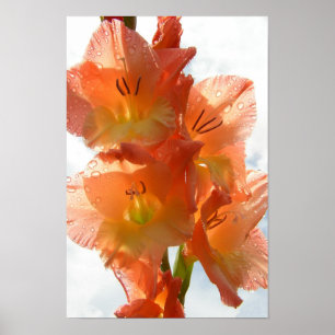 Doorkijkgladiolas Poster