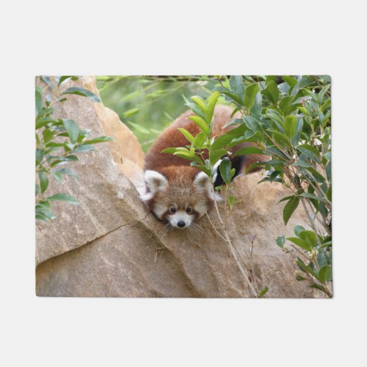 Doormat Foto: Red panda, dieren 0233. Deurmat (Voorkant)