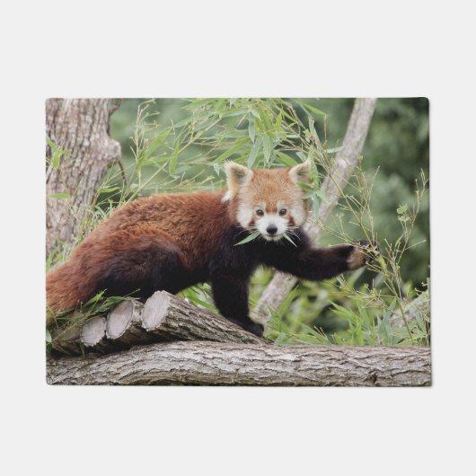 Doormat Foto rode panda, dieren 0234. Deurmat (Voorkant)