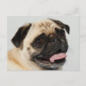 doornhaai briefkaart (Voorkant)