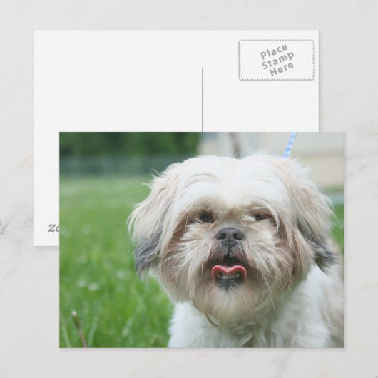 Doornhaai Briefkaart (Voorkant / Achterkant)