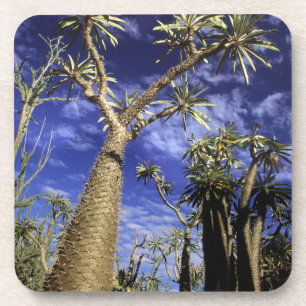 Doornig bos gevormd door Pachypodium-bomen Bier Onderzetter
