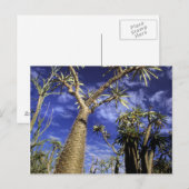 Doornig bos gevormd door Pachypodium-bomen Briefkaart (Voorkant / Achterkant)