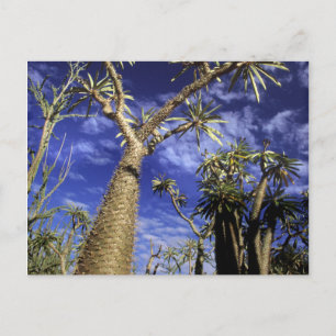Doornig bos gevormd door Pachypodium-bomen Briefkaart