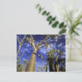 Doornig bos gevormd door Pachypodium-bomen Briefkaart (Staand voorkant)