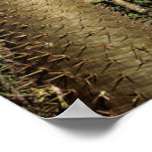 Doornig bos gevormd door Pachypodium-bomen Poster (Hoek)