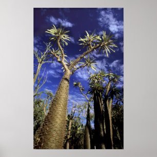 Doornig bos gevormd door Pachypodium-bomen Poster