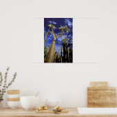 Doornig bos gevormd door Pachypodium-bomen Poster (Keuken)