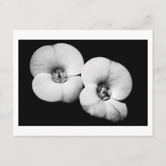 doornkroon briefkaart (Voorkant)