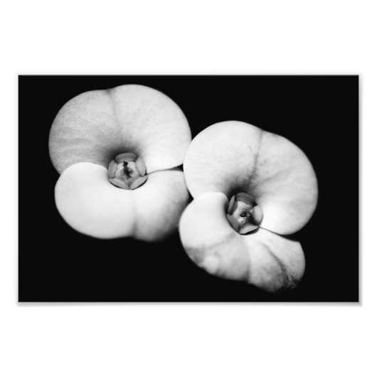 doornkroon foto afdruk (Voorkant)