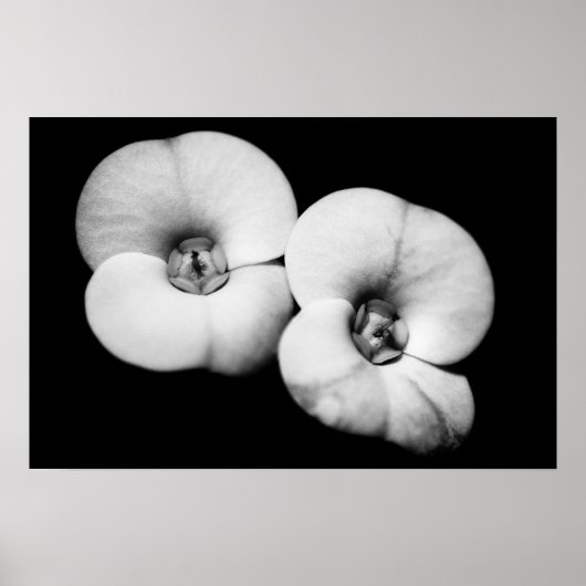 doornkroon poster (Voorkant)