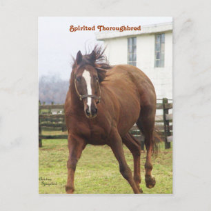 Doornroosd Briefkaart