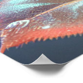 Doorschijnend Roos - Peach Poster (Hoek)