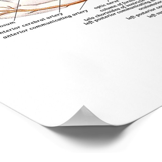 Doorsnede van het brein poster (Hoek)