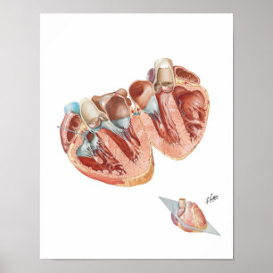 Doorsnede van het hart door Frank H. Netter, MD Poster