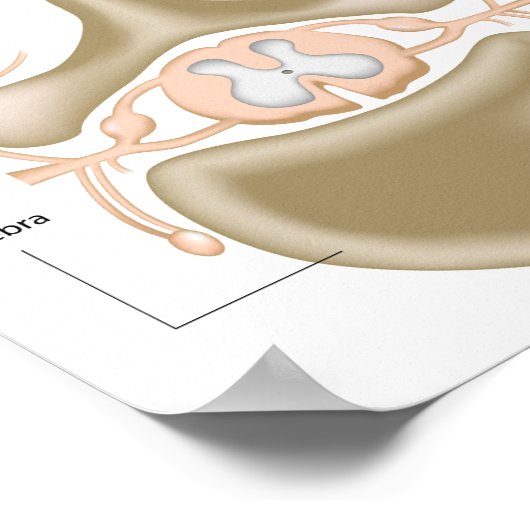 Doorsnede van het poster van het ruggenmerg (Hoek)