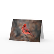 Doorzettingskardinaal in een Snowstorm Note Kaart