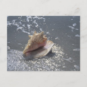 Doorzoeken op strand   Sanibel Island, Florida Briefkaart