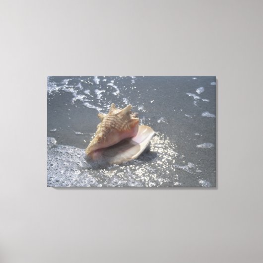 Doorzoeken op strand | Sanibel Island, Florida Canvas Afdruk (Voorkant)