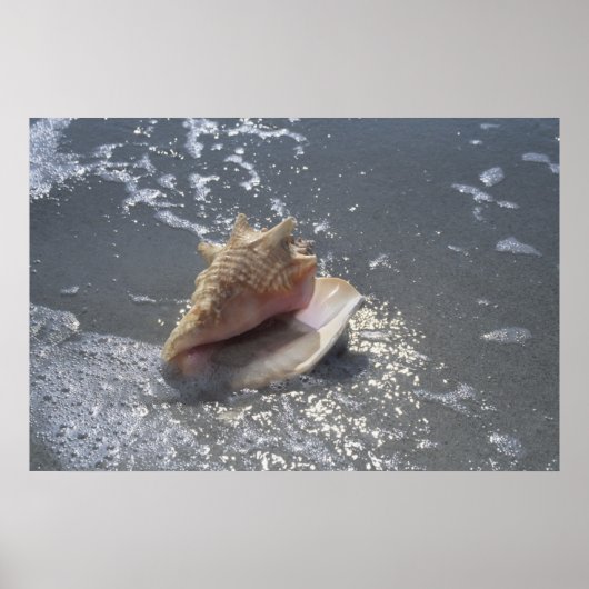 Doorzoeken op strand | Sanibel Island, Florida Poster (Voorkant)