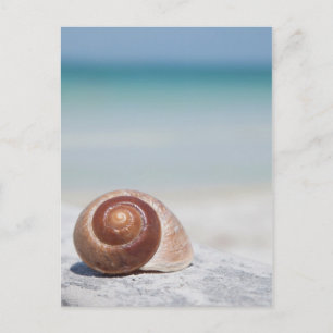 Doorzoeken op strand   Sint-Petersburg, Fl Briefkaart