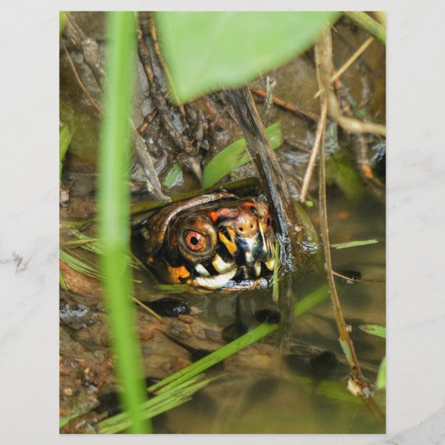 Doos met schildpad (Voorkant)