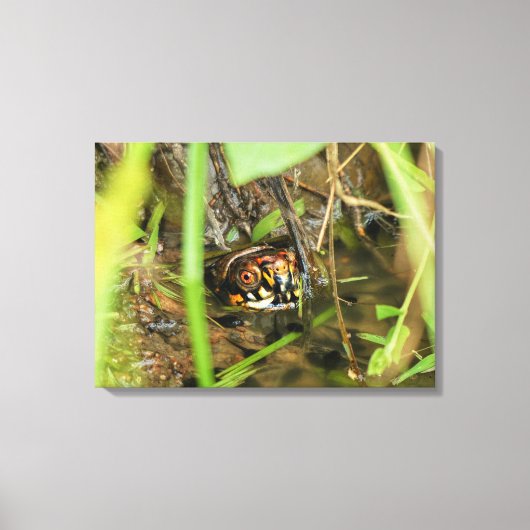 Doos met schildpad canvas afdruk (Voorkant)