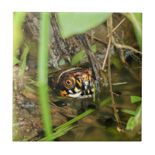 Doos met schildpad tegeltje (Voorkant)