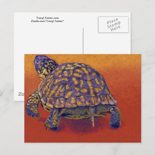 Doos, schildpad briefkaart (Voorkant / Achterkant)