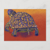 Doos, schildpad briefkaart (Voorkant)