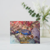 Doos van vis, Mauritius Briefkaart (Staand voorkant)