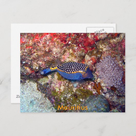 Doos van vis, Mauritius Briefkaart (Voorkant / Achterkant)