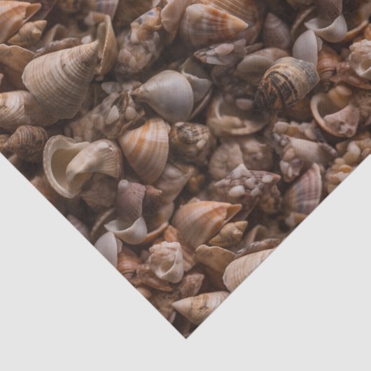 Doos van zeeschelpen die Patroon herhalen Tissuepapier (Detail)