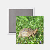 Dooschildpad Magneet (Voorkant / Achterkant)