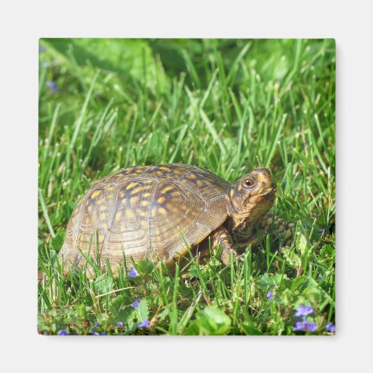 Dooschildpad Magneet (Voorkant)