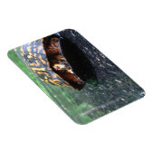 Dooschildpad Magneet (Rechterzijde)
