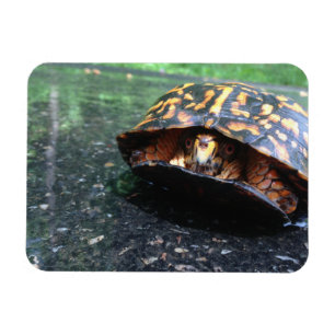 Dooschildpad Magneet