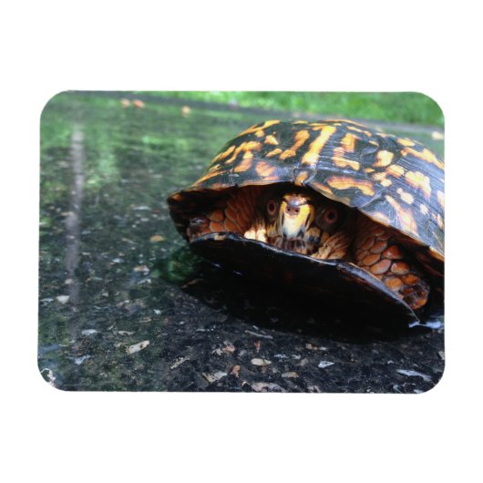 Dooschildpad Magneet (Horizontaal)