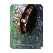 Dooschildpad Magneet (Verticaal)