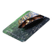 Dooschildpad Magneet (Linkerzijde)