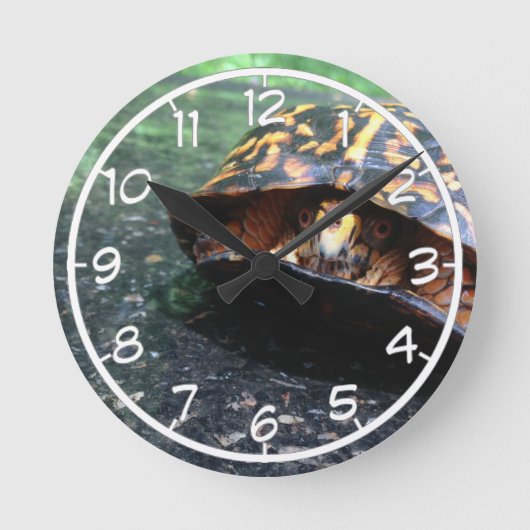 Dooschildpad Ronde Klok (Voorkant)
